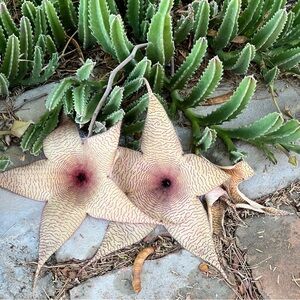 Star-Shaped Succulent - Stapelia Gigantea
